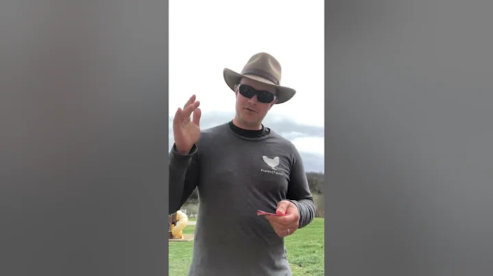 Understanding Rooster Behavior & Language!