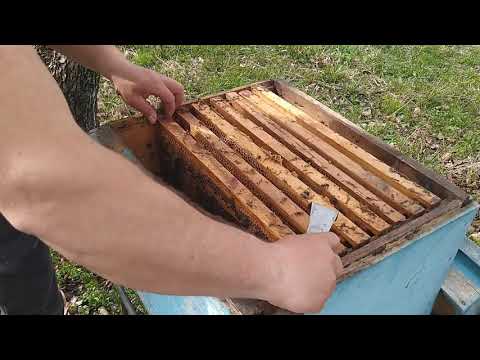 გამოზამთრებული სკის დასუფთავება