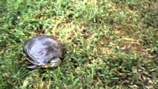 Turtles aren't slow by C zapien 772 views 8 years ago 20 seconds