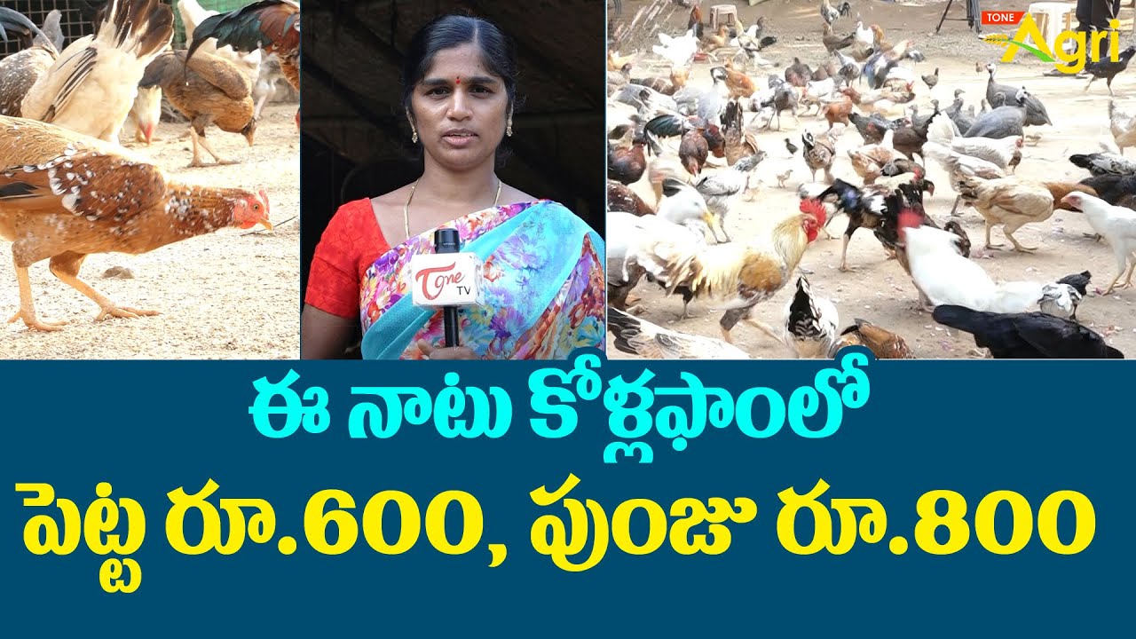 Benefits of Natu Kollu Farming | ఈ నాటు కోళ్ల ఫాంలో పెట్ట రూ.600, పుంజు రూ.800 | Tone Agri