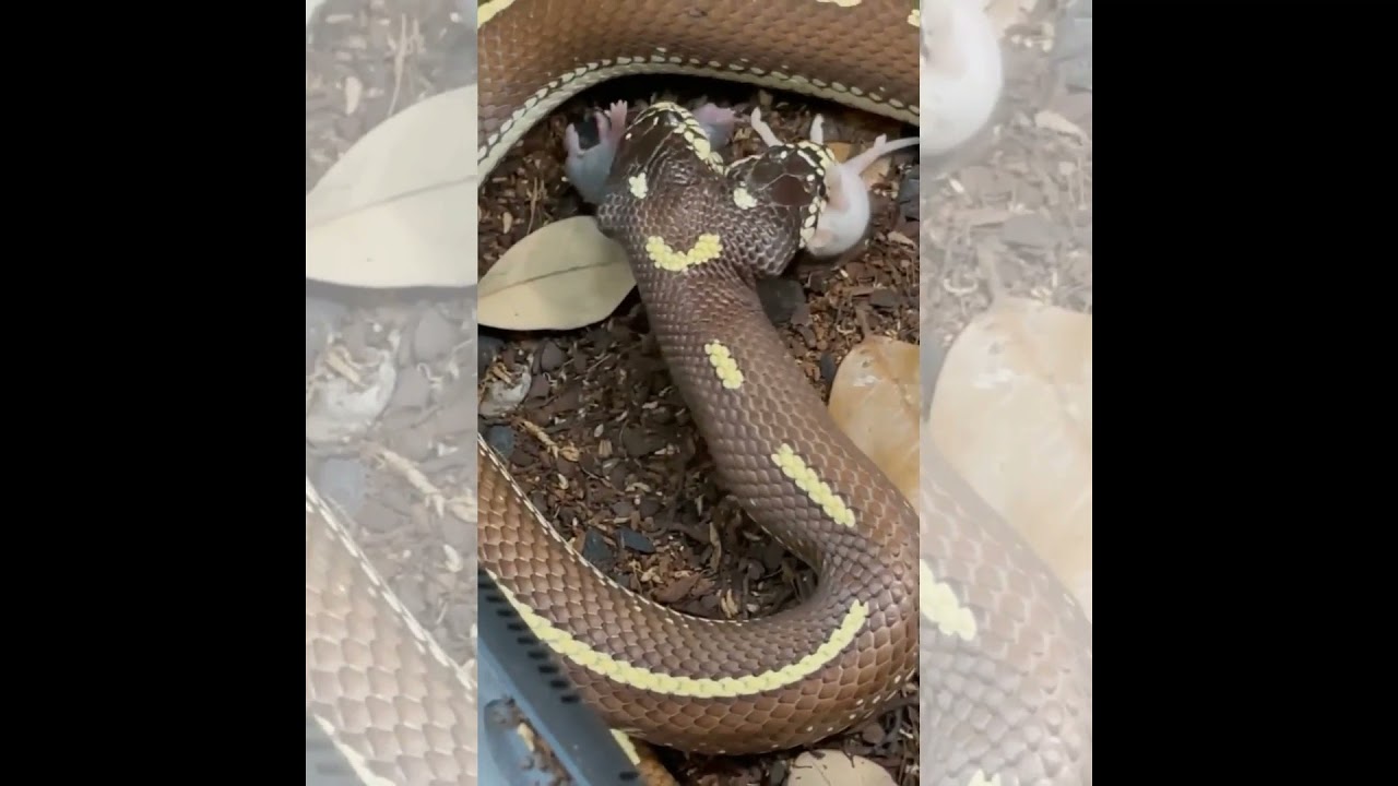 Double head snake| Virul video||AF music 