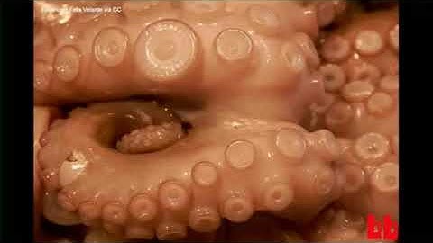 Octopus Brains [SHORT VERSION]