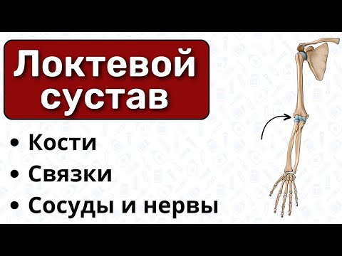 Локтевой сустав: строение, связки, сосуды и нервы / Анатомия