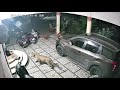 Leopard attacks a dog in Deolali, Nashik, Maharashtra Full coverage
