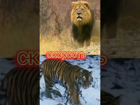 лев VS тигр