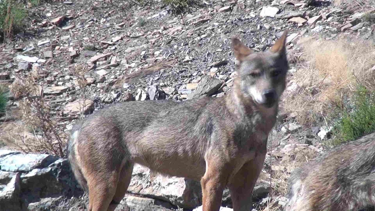 Centro del Lobo ibérico de Castilla y León en Robledo de Sanabria (Zamora)  - YouTube