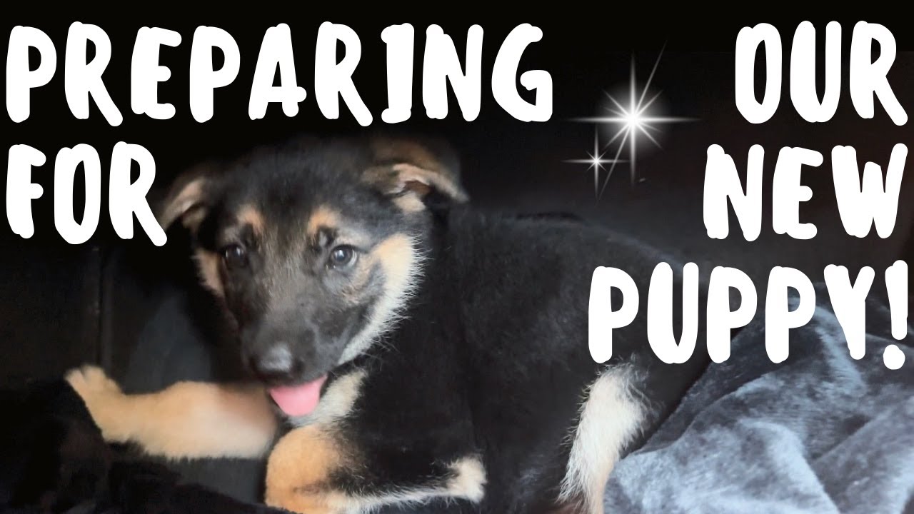 Preparing for a New Puppy Bringing Our New Puppy Home YouTube