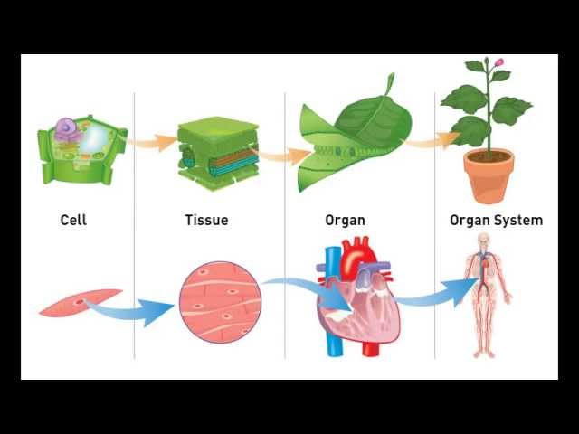 Tissues and organs