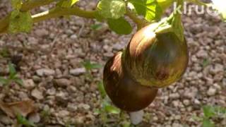Eastside Cafe: Central Texas Gardener