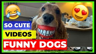 Try not to laugh OMG So Cute Dogs ♥ ️Best Funny Dogs Videos 2021 #009 by Jhon Pets Tv 5 views 2 years ago 10 minutes, 51 seconds