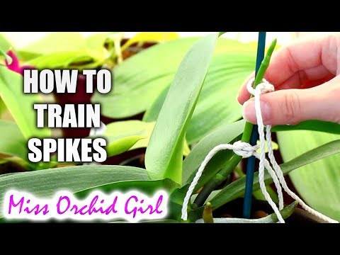 Bagaimana melatih Phalaenopsis Anggrek paku bunga (Sangat rinci tutorial)
