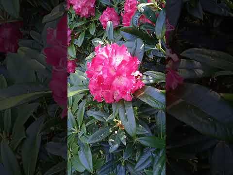 Luxurious rhododendrons 🙆