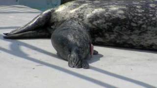 アザラシの赤ちゃん生後4日目~Harbor Seal Baby