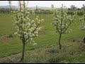 Les différentes formes d'arbres fruitiers