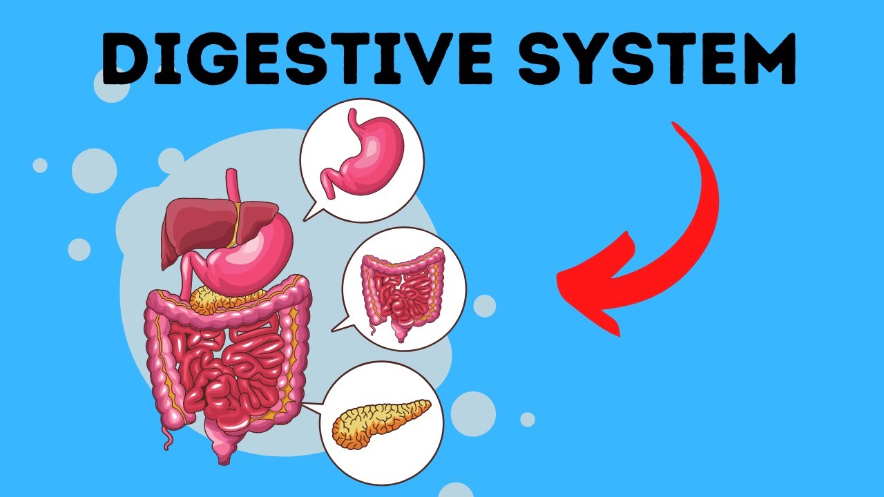 Path of Food Through the Digestive System