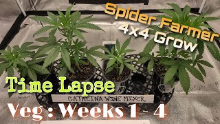 Week 1 - 4 of Veg : Time Lapse / Spider Farmer 4x4 Grow