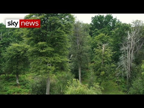 Climate change: UK 'needs one billion trees'