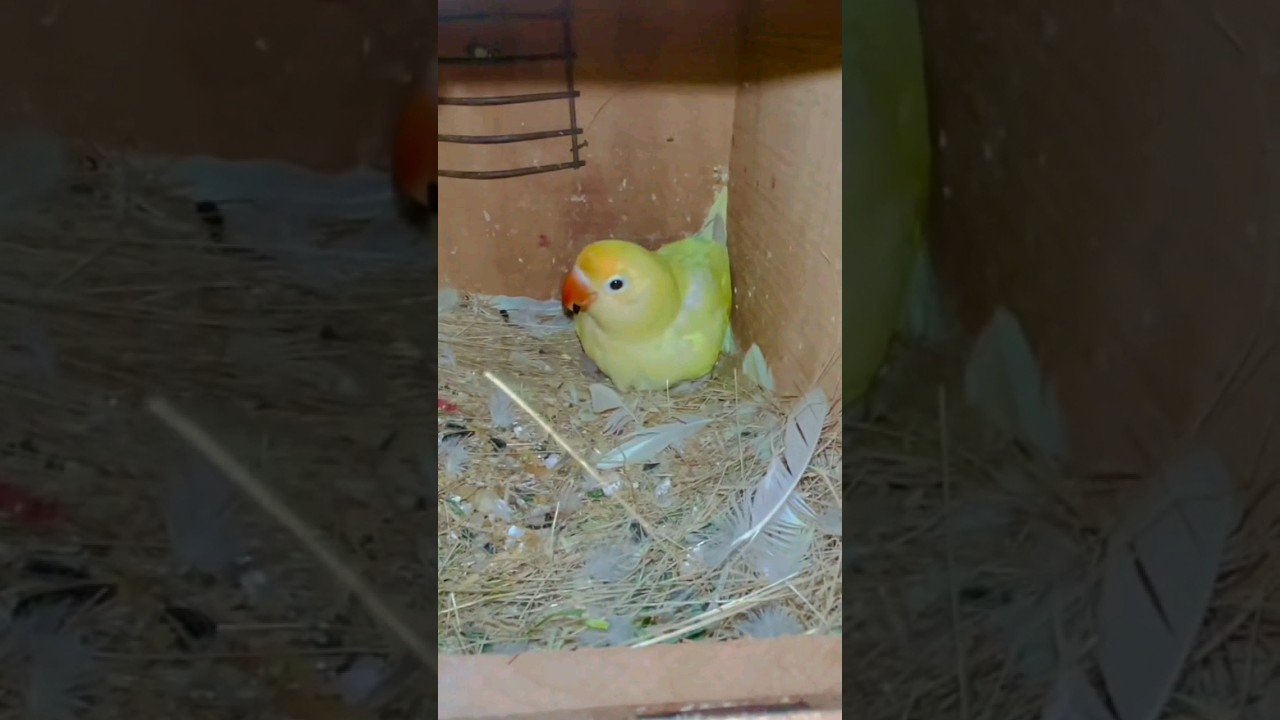decino lovebird female with 1 chick and hatching fertile eggs