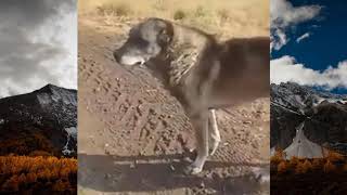 Örnek Kangallar 4 Konya