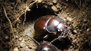 Scientists Mounted a Camera on a Beetle — This Is What It Saw Underground