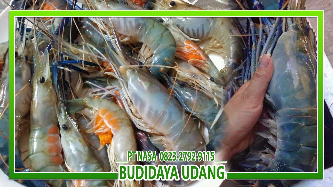 Cara Budidaya Udang, Cara Mengoptimalkan Hasil Panen Udang Galah 