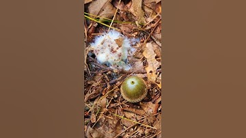 Mycelium covered mushroom has a funny face. #nature #mushroom  #mycelium #fungus