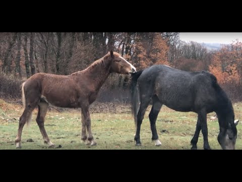 Video: Koje Su životinje Bile Preci Modernog Konja