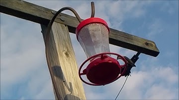 Ruby-Throated Hummingbirds on Feeder from Below ~3 Birds (2 Female & 1 Male) but not all together