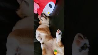 Corgi puppy being cute #corgi #corgipuppy #puppy #dog #puppylife #cute #sleepy #stretching #viral