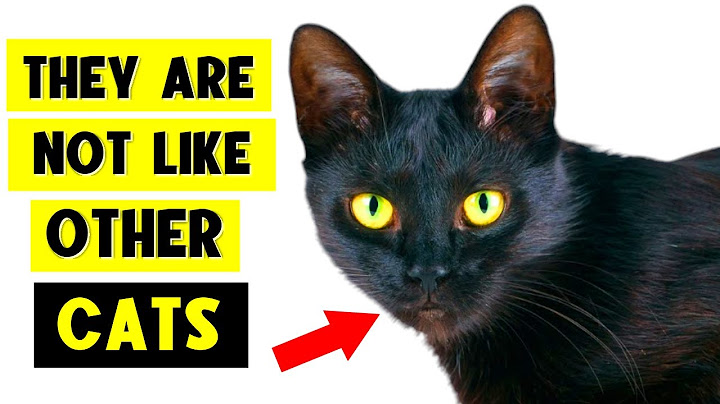 9 FACTE SURPRIMĂTORE DESPRE PISICILE NEGRE! 🐈‍⬛🔥 (Pariez că nu le știi pe toate!)