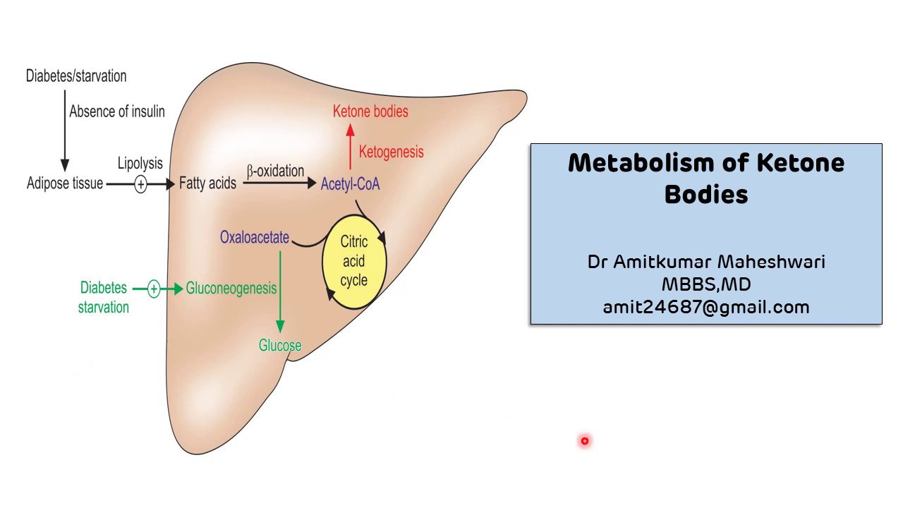 Теле синтез. Ketone body metabolism. The role of metabolism in the body. Ketone bodies : Ketogenesis , utilization. Ketogenesis Pathway.