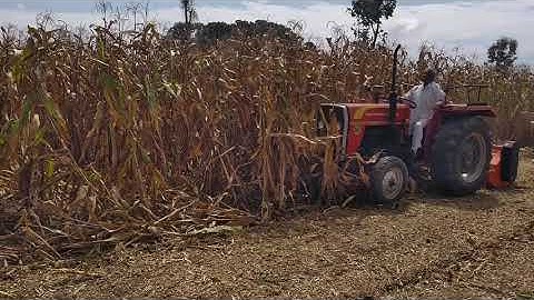 New Shaktimaan mulcher in corn Field