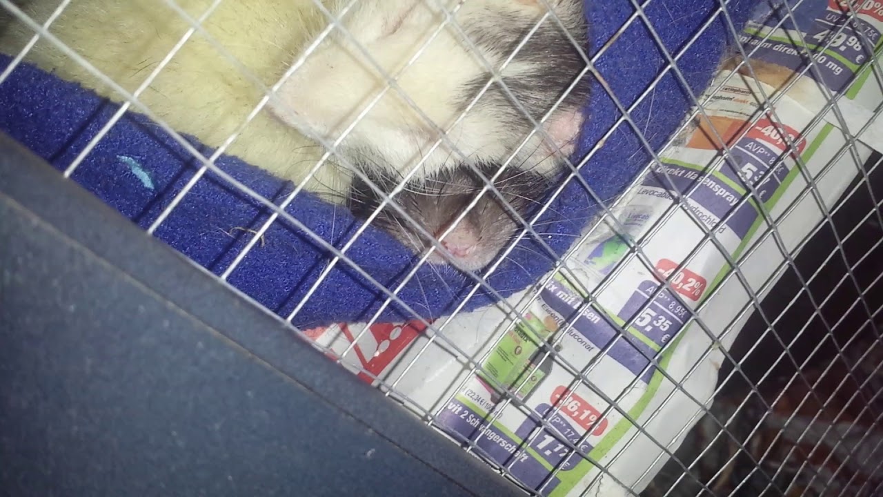 20180517 1Poochy und das Rattenknäuel