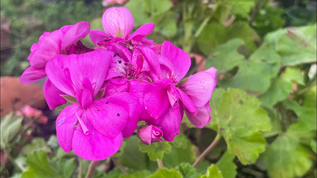 Poda y trasplante de geranio 🪴🌺🌸🪴2026