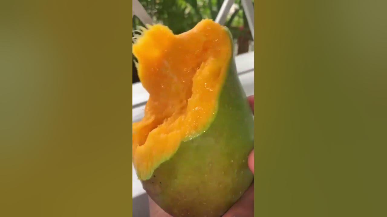 East Indian mango mango season in Jamaica mango seed mangoes
