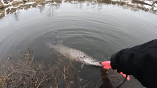 Крупные щуки малых рек. Со спиннингом в марте.