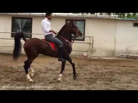 تصویری: اسب اسب اندلس نژاد ضد حساسیت ، بهداشت و زندگی است