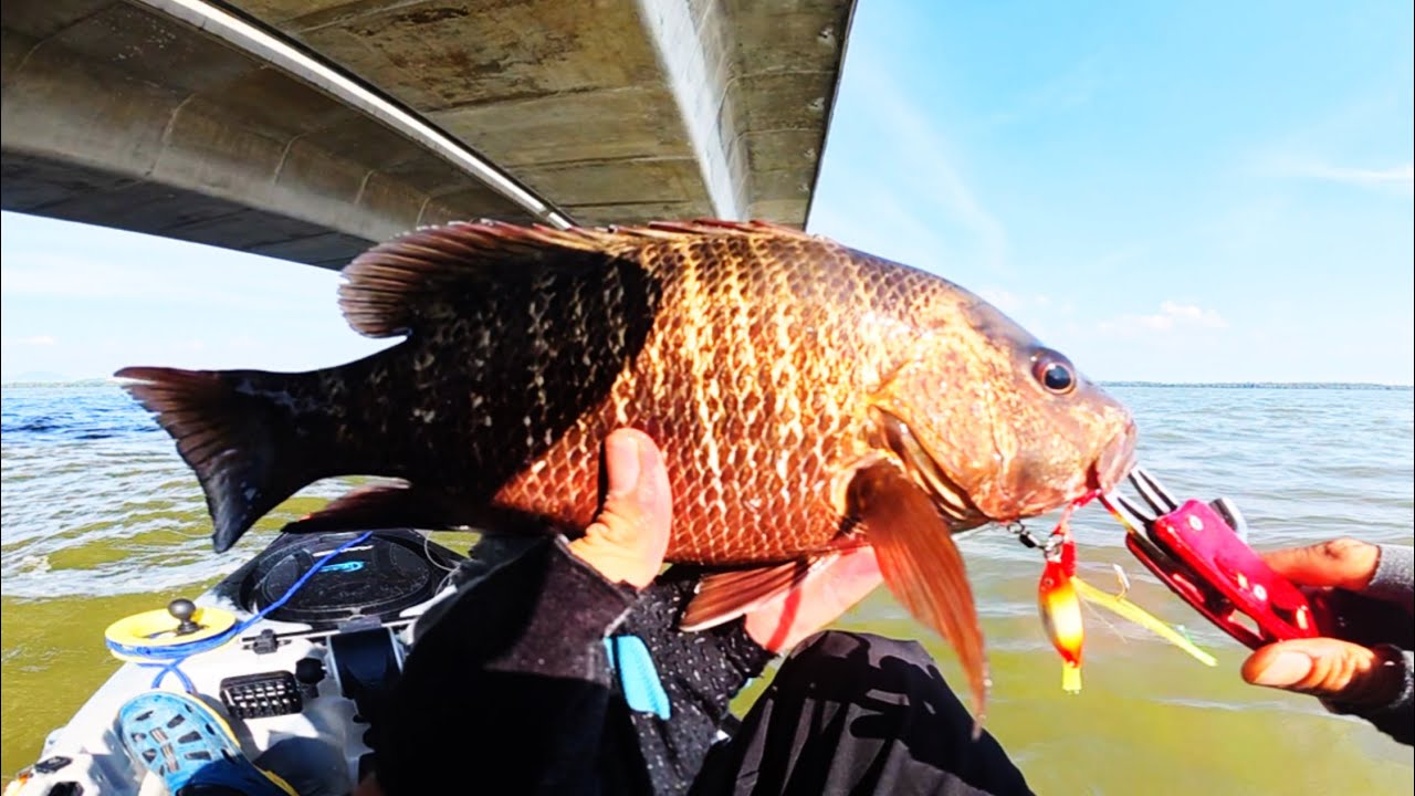 gasak lagi di jambatan p.pinang jk2..#kayakfishing 