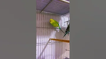 للمبتدئين تربية البادجي رينبو Raibow Blak Wing 