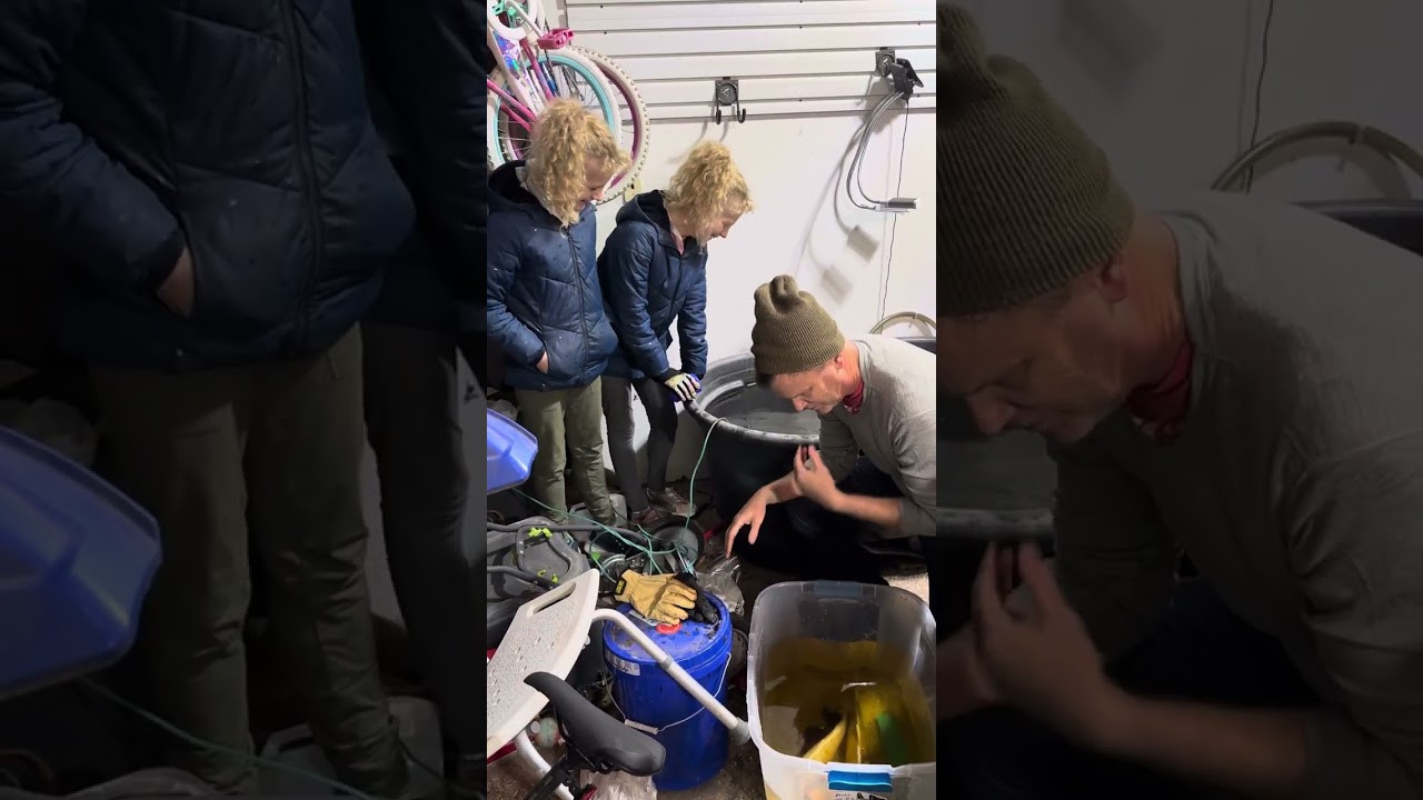 Transferring my koi to their winter quarters.