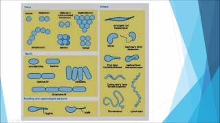 Microbiology: Taxonomy