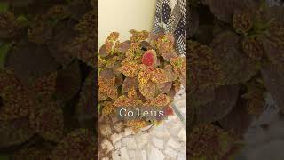 love this shade😍 #shorts #shortvideo #trending #viral #plants #coleus #colourful #bts #taylorswift