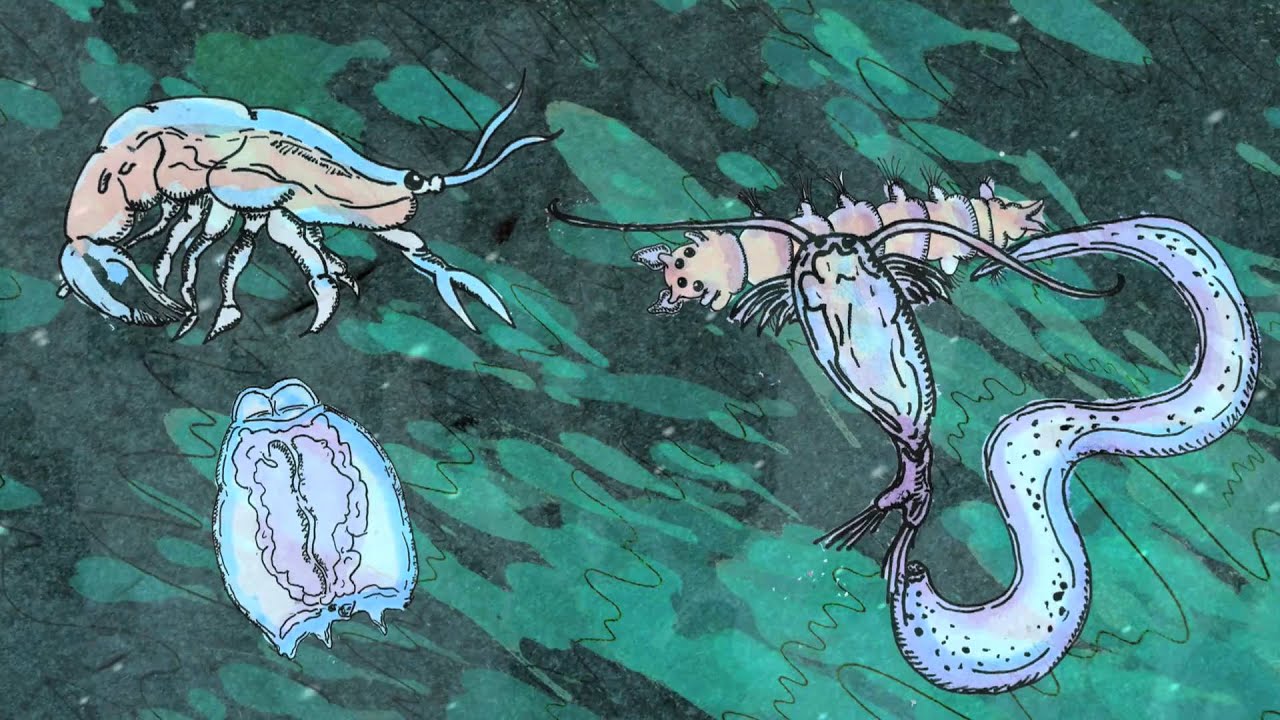 Look to the Sea - Maryann Camilleri - YouTube