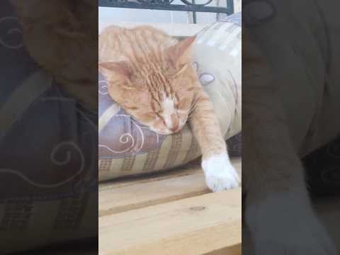 ابعد عني لا تلمسني النومه حلوه اتركوني نايمه   دوبلاج دبلجة مضحكة