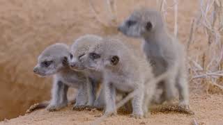 Animals Surviving in The Desert of South West Africa | Nat Geo Documentary HD 1080p