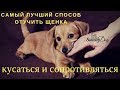 Самый лучший и самый быстрый способ - отучить щенка сильно кусаться и сопротивляться.