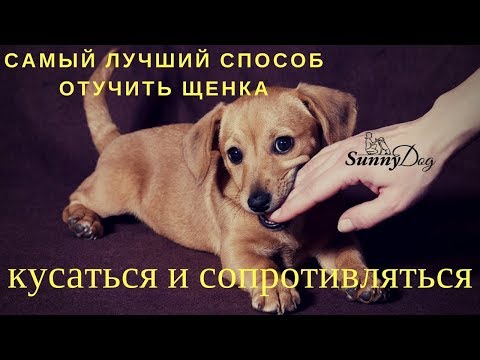 Самый лучший и самый быстрый способ отучить щенка сильно кусаться и сопротивляться.