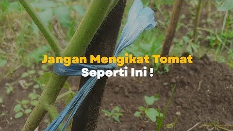 Cara memasang tali lanjaran tomat