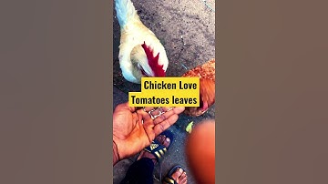 How I Let My Pet Friends Chicken OUT!! | Chicken love Tomatoes Leaves