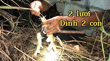 Chia Sẽ Kinh Nghiệm Cắm Câu Cá Lăng | fishing for a living 121